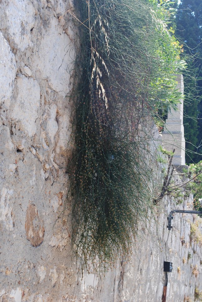 Dalmazia6 - Ephedra cfr.fragilis